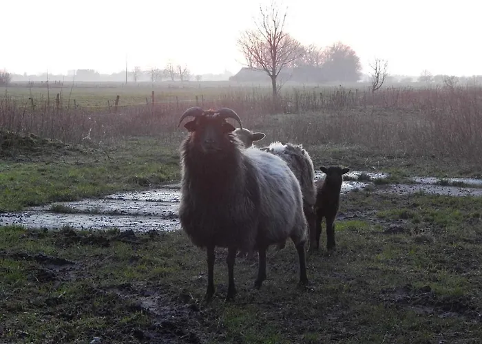 Bekperle Apartamento